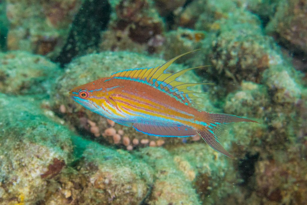 Filamented flasher wrasse (Paracheilinus filamentosus) — Labridae