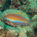 Filamentous Flasher Wrasse - Photo (c) Mark Rosenstein, some rights reserved (CC BY-NC), uploaded by Mark Rosenstein