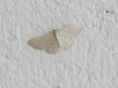 Scopula aleuritis