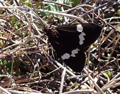 Nyctemera annulata × amicus
