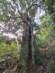 Podocarpus laetus × Podocarpus totara