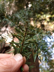 Podocarpus laetus × Podocarpus totara