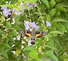 Macroglossum divergens