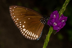 Euploea klugii kollari