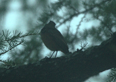 Muscicapa striata