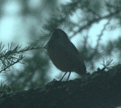 Muscicapa striata