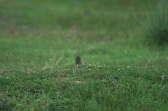 Muscicapa striata