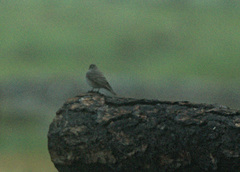 Muscicapa striata