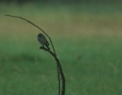 Muscicapa striata