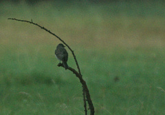Muscicapa striata