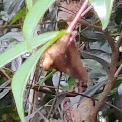Hasora badra