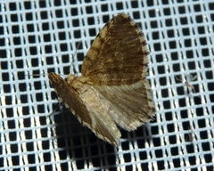 Euchoeca nebulata