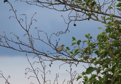 Curruca communis