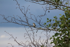 Curruca communis
