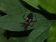 Acanthaspis westermanni