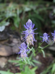 Phyteuma betonicifolium
