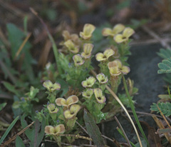 Gentiana squarrosa