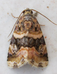 Eustrotiinae