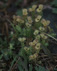 Gentiana squarrosa