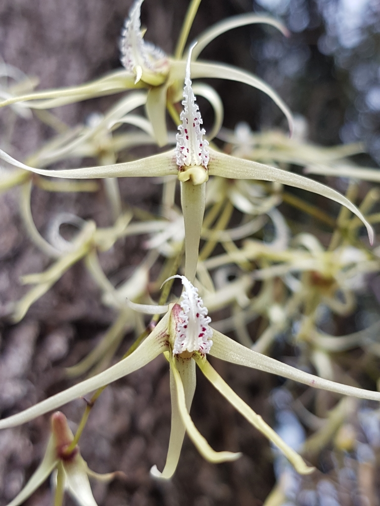 Dendrobium teretifolium R.Br.