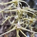 Dendrobium teretifolium - Photo (c) Michelle Colpus,  זכויות יוצרים חלקיות (CC BY-NC), הועלה על ידי Michelle Colpus