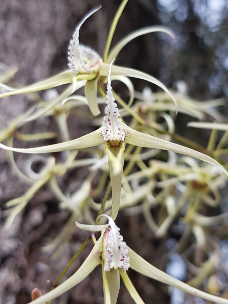 Dendrobium teretifolium R.Br. 2