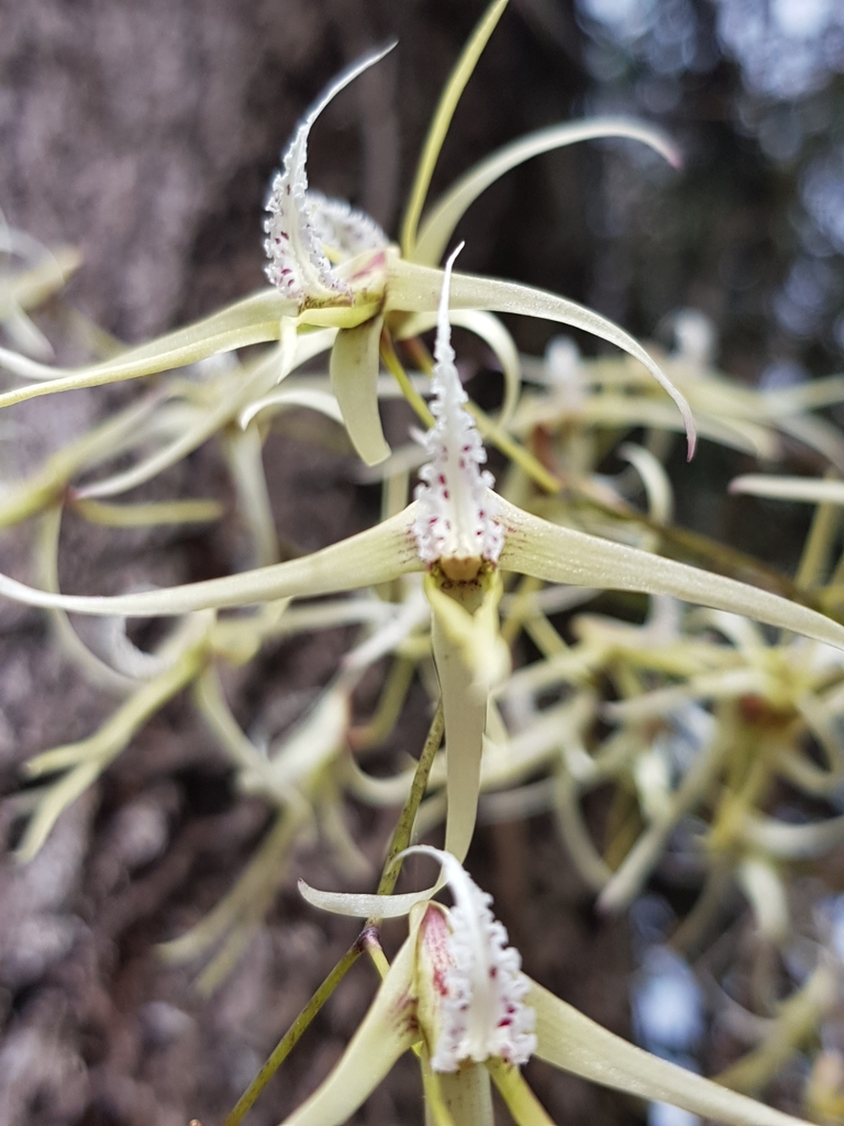 Dendrobium teretifolium R.Br. 3