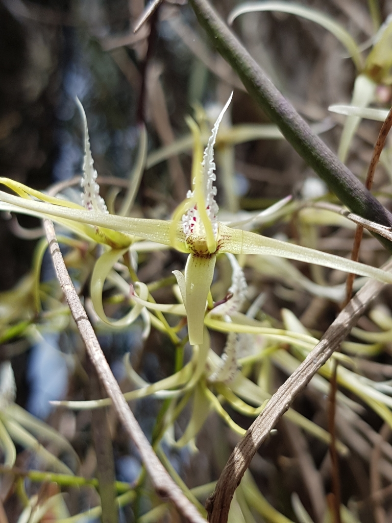 Dendrobium teretifolium R.Br. 4