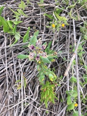 Ferraria densepunctulata