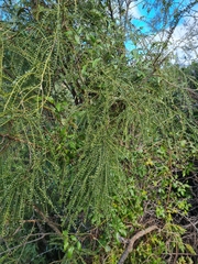 Sophora longicarinata
