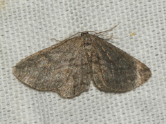 Zermizinga sinuata