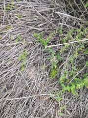 Ferraria densepunctulata