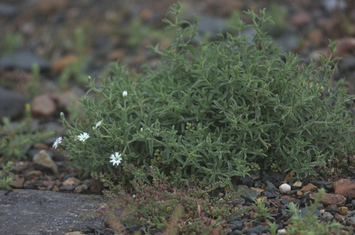 Mesostemma dichotomum