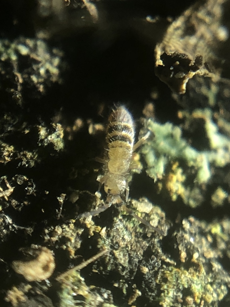 Orchesella alpa