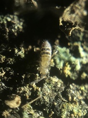 Orchesella alpa