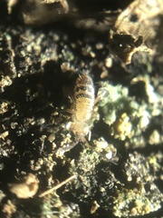 Orchesella alpa