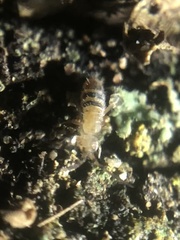 Orchesella alpa