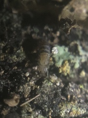 Orchesella alpa
