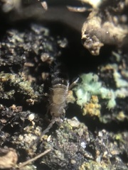 Orchesella alpa