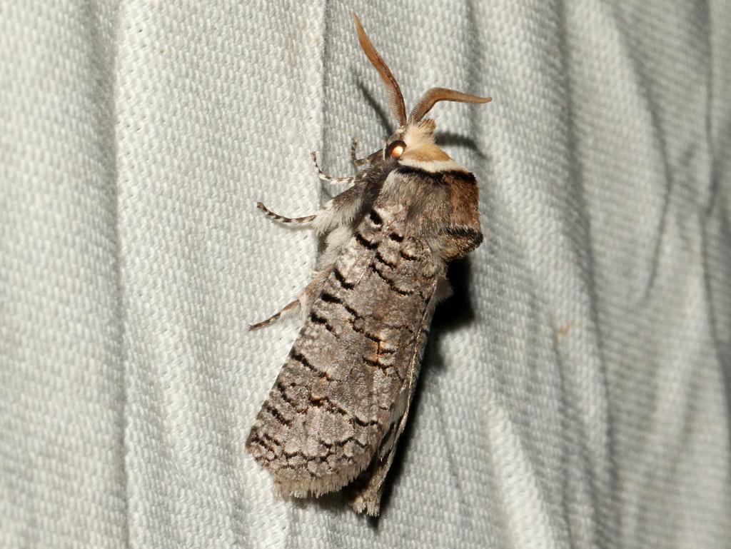 Zyganisus