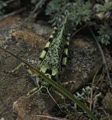 Angaracris barabensis