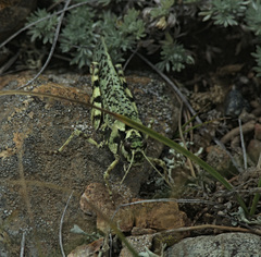 Angaracris barabensis