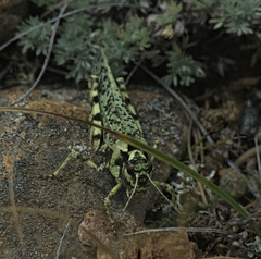 Angaracris barabensis