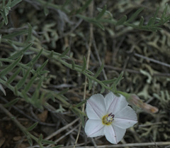 Convolvulus ammannii