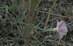 Convolvulus ammannii