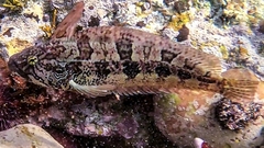 Clinus superciliosus