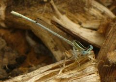 Platycnemis dealbata