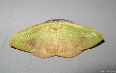 Hypochrosis hyadaria