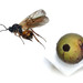 Smooth Pea Gall Wasp - Photo (c) laszlozoltan, some rights reserved (CC BY-NC), uploaded by laszlozoltan