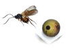 Smooth Pea Gall Wasp - Photo (c) Zoltan Laszlo, some rights reserved (CC BY-NC), uploaded by Zoltan Laszlo